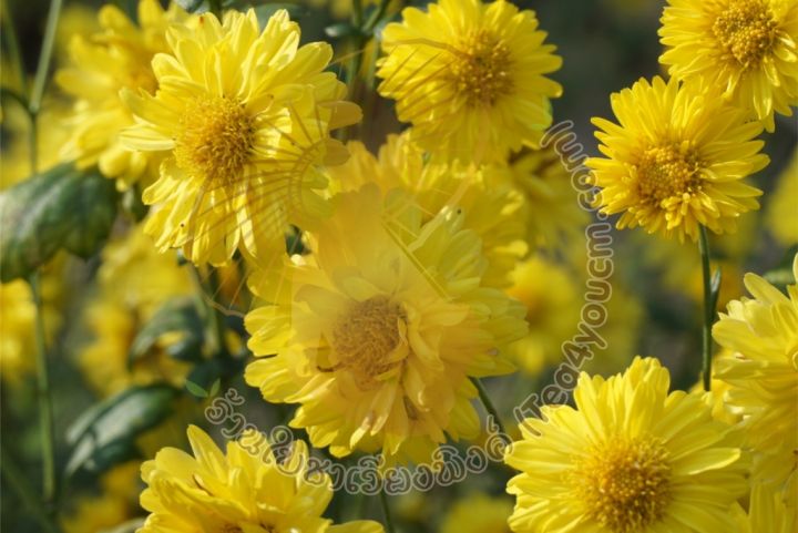 ชาดอกเก๊กฮวย-ขนาดบรรจุ-15-ซองชา-ชาดอกเก๊กฮวย-chrysanthemum-tea-ดอกเก๊กฮวยป่า-สินค้าคุณภาพ-มาตรฐานผลิตภัณฑ์ชุมชน-มีกลิ่นฉุน-มีรสขมและรสหวาน-มีฤทธิ์เป็นยาเย็น-ลดความเสี่ยงต่อการเป็นโรคเลือดออกตามไรฟัน-เ
