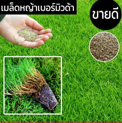 เมล็ดพันธ์ุหญ้าเบอร์มิวด้า 3 กรัม หญ้าสนามกอล์ฟ และ หญ้าสวน Bermuda Grass Seed