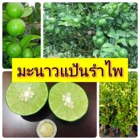 มะนาวแป้นรำไพ ต้นพันธุ์สูง 40-60 ซม. ใช้ระยะเวลาในการติดผล 8 เดือน - 1 ปี