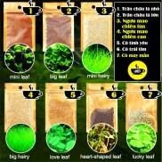 Hạt giống cây thủy sinh - Trân Châu, Ngưu Mao Chiên, Cỏ Tình Yêu