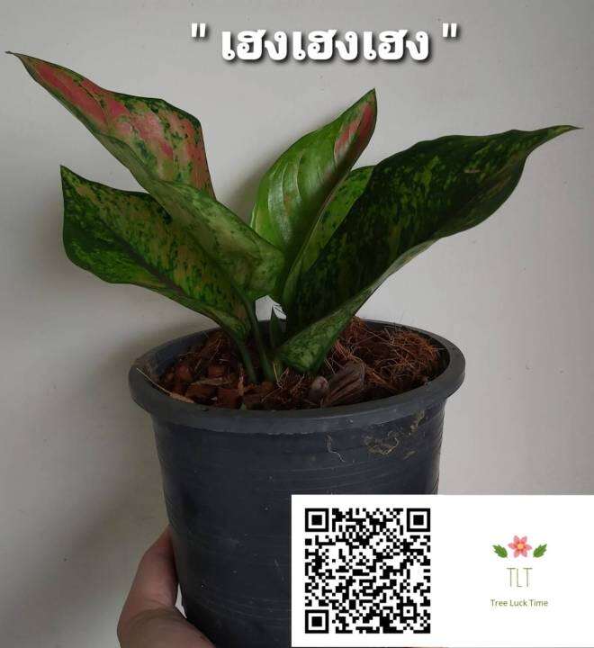 ต้นเฮงเฮงเฮง-aglaonema-sp-heng-heng-heng-เฮงเฮงเฮง-ไม้ประดับและไม้มงคล-บรรจุขนาด6