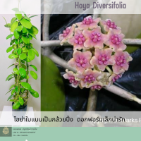 Hoya diversifolia  ต้นไม้ดอก  โฮย่าฟอร์มเล็ก  ออกดอกดกตลอดปี ไม้แขวนประดับ