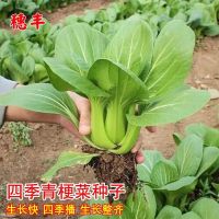 Four green stalks rapeseed cabbage balcony potted vegetable