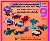 สุ่มปลากัด ปลากัด ปลาสวยงาม BETTA FISH เพียง 7 บาท เท่านั้น สุดคุ้ม