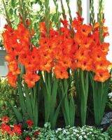 สีส้ม แกรนดิโอลัส (Gladiolus) หรือดอกซ่อนกลิ่นฝรั่ง 10หัว/ชุด เป็นดอกไม้แห่งคำมั่นสัญญา ความรักความผูกพัน ดอกแห่งรักแท้