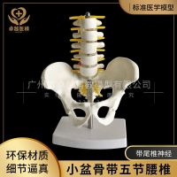 Small pelvis pelvis model with five lumbar human pelvis anatomy specimens teaching mold Uz7YxSW28