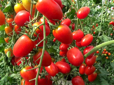 ต้นกล้า มะเขือเทศเชอรี่ มะเขือเทศราชินี   Cherry Tomatoes    กล้าละ  10 บาท   พร้อมปลูก