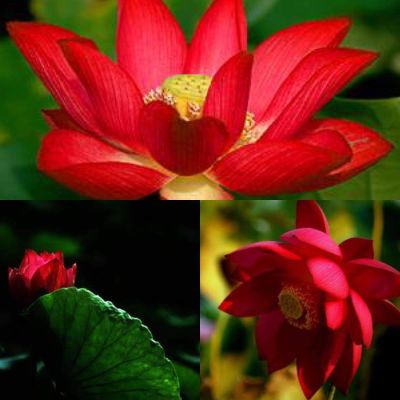 เมล็ดบัว 5 เมล็ด ดอกสีแดง ดอกใหญ่ ของแท้ 100% เมล็ดพันธุ์บัวดอกบัว ปลูกบัว เม็ดบัว สวนบัว บัวอ่าง Lotus seeds.