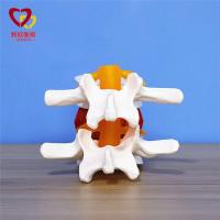 Model of lumbar intervertebral disc 1:1 human spinal vertebral anatomy of medical teaching framework simulation