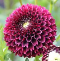 1 หัว/ออเดอร์ รักเร่ Dahlia Bulb สายพันธุ์ Jowey Mirella หัวรักเร่ ดอกไม้ หัวหน่อ เหง้า นำเข้า เนเธอร์แลน หัวสดใหม่