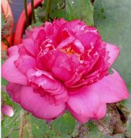 10 เมล็ดบัว สายพันธุ์ Supriya Red Lotuses Flower Seeds สีแดง บัวหลวงนอก บัวสาย บัวไหว้พระ ดอกใหญ่ ประดับบ้าน ตกแต่งสวน