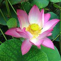 5 เมล็ดพันธุ์ บัว สายพันธุ์ Lotus of Golden Wheel สีชมพู นำเข้าจาก อเมริกา เพาะปลูกและเก็บเมล็ดในไทย ขยายพันธุ์ในไทยได้