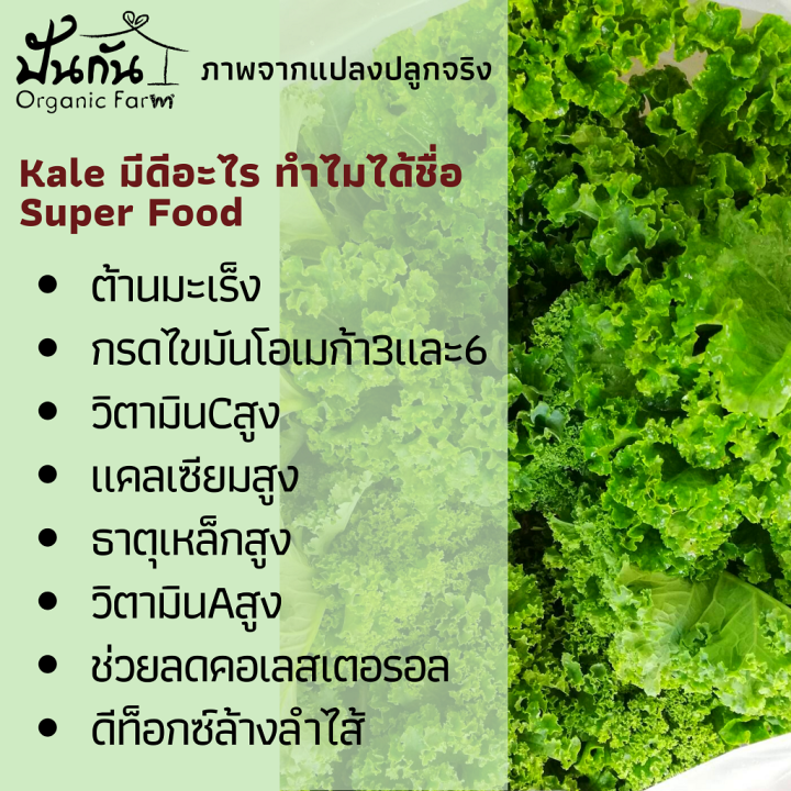 เมล็ดพันธุ์-ผักเคล-kale-70เมล็ด-curly-leaf-kale-ปลูกผัก-ผักสวนครัว-organic-ทานเองไม่ยากเลย-เมล็ดพันธุ์ผัก-เพาะง่าย-งอกดี-คุณภาพสูง-super-food-เคล-อินทรีย์-เป็นเมล็ดพันธุ์ที่ฟาร์มของเราใช้จริง-ปลูกจริง