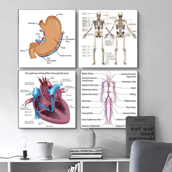 Human Anatomy Artwork Medical Wall Picture Muscle Skeleton Vintage Poster  Nordic Canvas Print Education Painting Modern Decor | Doctors office decor,  Chiropractic office decor, Clinic interior design