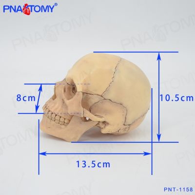 PNATOMY authentic removable head skull bone skeleton model assembled model primary skull 15 parts