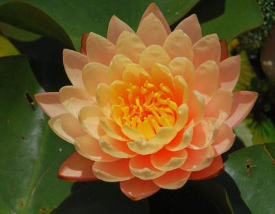 เมล็ดบัวดอกสีส้ม ดอกใหญ่ ของแท้ 100% หายากมาก เมล็ดพันธ์ุบัว ดอกบัว ปลูกบัว เม็ดบัว สวนบัว Lotus Waterlily seeds. 100 เมล็ด เมล็ดนำเข้า