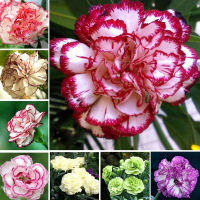 ปลูกง่าย ปลูกได้ทั่วไทย 50pcs/bag Carnation Seeds Balcony Potted Courtyard Garden Plants Flower Seeds Home Decor Flower Seeds Vegetable Live Plants Air Plant Seed Benih Tree Pokok Bunga