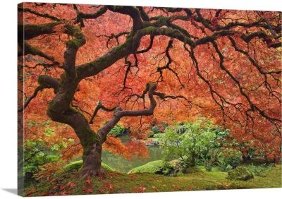 Oregon พอร์ตแลนด์ต้นเมเปิลญี่ปุ่นศิลปะบนผืนผ้าใบสำหรับติดกำแพง Print Tree Artwork
