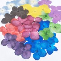 60Pcs Pressed Dried Absorbed Dyed Hydrangea Macrophylla Flower Plants Herbarium For Jewelry Phone Case Bookmark Postcarddiy