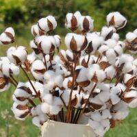 【HOT】✟☁ↂ 10PCS/LOT Artificial Cotton Branch 59cm Wedding Decoration for Office