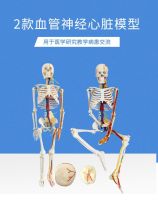 85 cm cardiovascular neural model simulation human body skeleton model cerebellum medical AIDS skeleton model toys