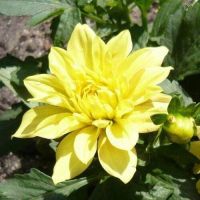 1 เหง้า/ชุุด รักเร่ Dahlia Bulb สายพันธุ์ Gallery Cezanne หัวรักเร่ ดอกไม้ หัวหน่อ เหง้า นำเข้า เนเธอร์แลน หัวสดใหม่