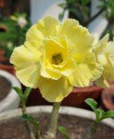 5 เมล็ด เมล็ดพันธุ์ ชวนชม ลูกผสมไฮบริด สายพันธุ์ Golden Star สีเหลือง กุหลาบทะเลทราย Desert Rose Adenium seed ราชินีบอนไซ ปลูกง่ายมาก รีบสะสม