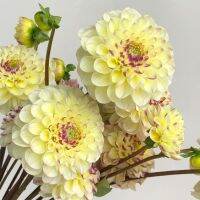 1 หัว /ชุุด เหง้า ต้นรักเร่ Dahlia Bulb สายพันธุ์ Yellow Pom สีเหลือง หัวรักเร่ ดอกไม้ ดอกรักเร่ รักแรกพบ เฟิร์สเลิฟ ดอกไม้นำเข้า พร้อมให้ดอก