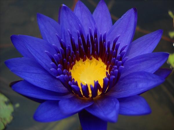 100-เมล็ด-เมล็ดบัว-ดอกสีน้ำเงิน-ดอกเล็ก-พันธุ์แคระ-จิ๋ว-ของแท้-100-เมล็ดพันธุ์บัวดอกบัว-ปลูกบัว-เม็ดบัว-สวนบัว-บัวอ่าง-lotus-waterlily-seed