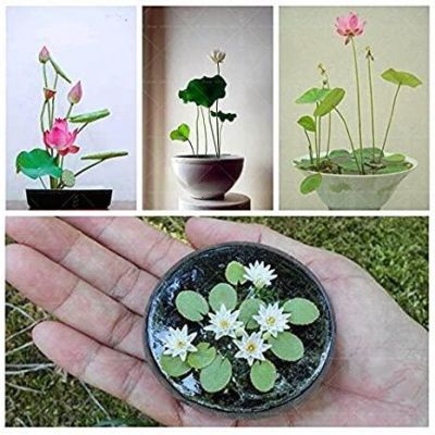 8 เมล็ด คละสี เมล็ดบัว บัวญี่ปุ่น บัวญี่ปุ่นแคระ เมล็ดเล็ก ดอกดกทั้งปี ของแท้ 100% Lotus Waterlily seed มีคู่มีวิธีปลูก รหัส 002