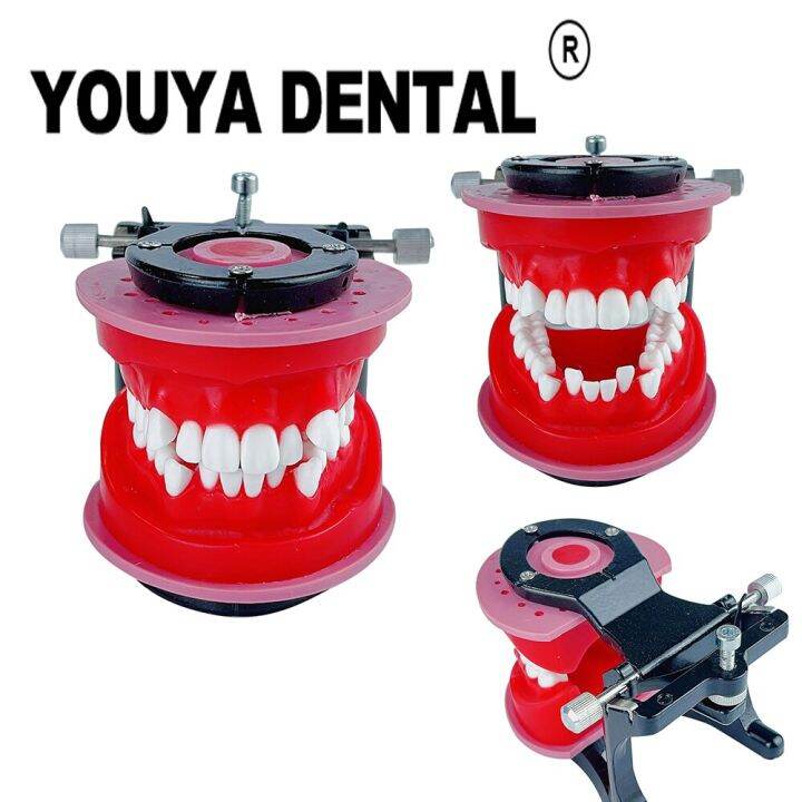 Orthodontic Teeth Practice Model Red Wax Gum Tooth Teaching Model for