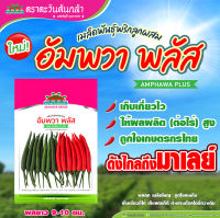 เมล็ดพันธุ์พริกอัมพวา พลัส (ตะวันต้นกล้า) ขนาด 50 กรัม