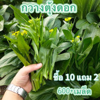 เมล็ด​พันธุ์​ กวางตุ้งดอก​ 600+เมล็ด ซื้อ 10 แถม 2