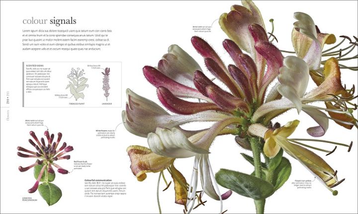 flora-inside-the-secret-world-of-plants-flower-plants