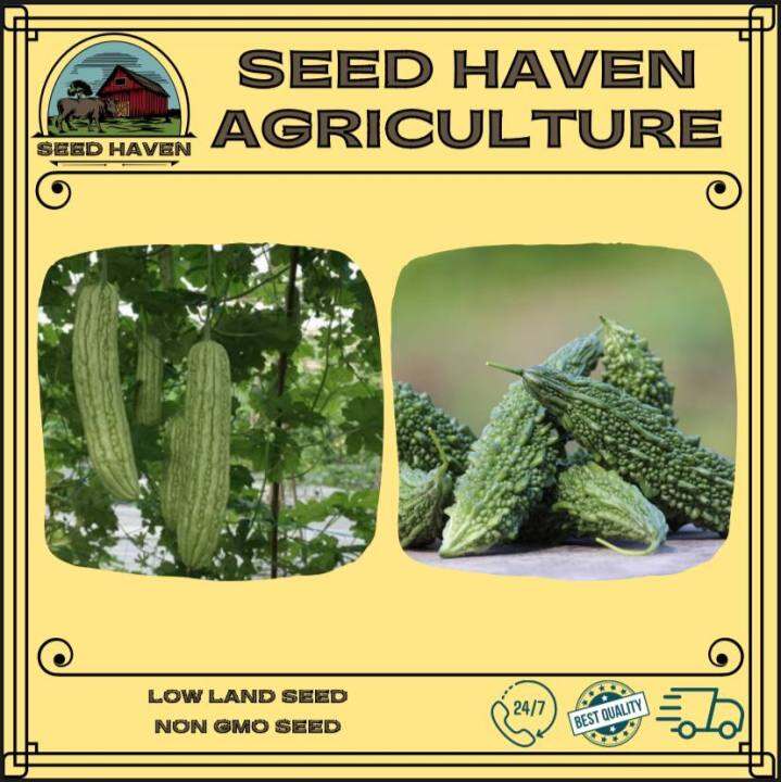 Bitter gourd / Frog Spine Bitter Gourd seed (4 seeds) Lazada