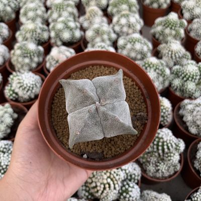 Plants Center พร้อมส่ง กระบองเพชร แคคตัส cactus Astrophytum myriostigma แอสโตรไฟตัม ไมริโอสติ๊กมา 4/5 พูสวยๆ