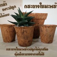 ถ้วยปลูกกล้าต้นกล้าใยมะพร้าวขนาด 10x8x7.3 cm  20 ชิน 50 ชิน 100 ชิ้น ย่อยสลายได้ รักษ์โลก