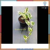 Epipremnum pinnatum Njoy พลูเอนจอย สินค้ามีจำนวนจำกัด