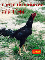 ไข่ไก่ชนก๋อย100