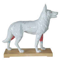 Letter Animal Acupuncture Model Dog Body Acupuncture Model Dog Model Animal Anatomy Model Shanghai Factory Delivery