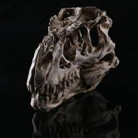 JAPAN โมเดล หัวกะโหลกไดโนเสาร์ Dinosaur Tyrannosaurus Rex วัสดุ เรซิ่น ไทแรนโนซอรัส Skull กะโหลกผี ฮาโลวีน Halloween โครงกระดูก