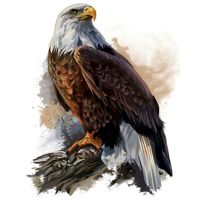 GATYZTORY 60x75cm Frame Diy Painting By Numbers Eagle Animals Acrylic Paint By Numbers Wall Canvas Painting For Home Decors