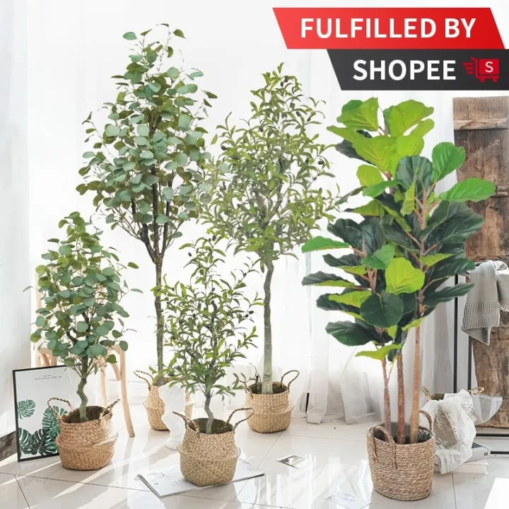 Pokok Viral Premium Fiddle Fig Eucalyptus Tree Money Plant /Olive