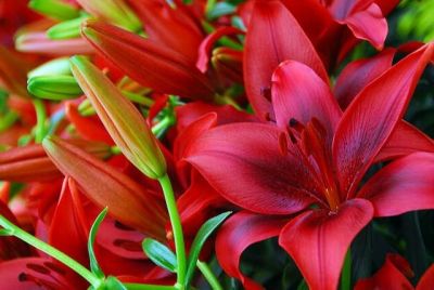 20 เมล็ดพันธุ์ ต้นดอกลิลลี ดอกลิลลี่ Lily seed. Lilies (Lilium spp.) เป็นดอกไม้ ที่แทนสัญลักษณ์แห่งความรัก อัตราการงอก 80-85%.