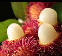 เงาะสีชมพู(pink rambutan)ขนาด40ซม.