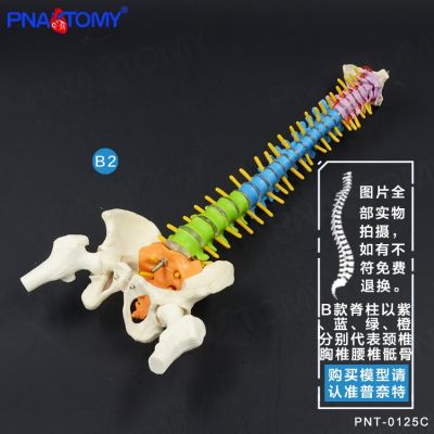 The white color model of the human body vertebra pelvis femoral coccyx spinal bones skeleton medical model
