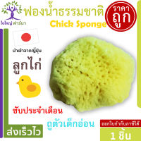 ฟองน้ำอนามัย ( ลูกเจี๊ยบ ) ฟองน้ำธรรมชาติ แท้  CHICK SPONGE  นำเข้าจากญี่ปุ่น 1 ชิ้น สะอาด ปลอดภัย