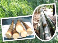 ขายส่ง 100 กรัม เมล็ดไผ่ซางหม่น Dendrocalamus sericeus ไผ่นวลราชินี ไผ่ ไม้ไผ่ Bamboo พืชตระกูลหญ้า หญ้ายักษ์ พืชเศรษฐกิจ สายพันธุ์ไผ่ เครื่องจักรสาน