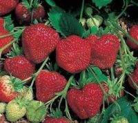 เมล็ดพันธุ์ Strawberry Seed สายพันธุ์ Tioga 50 เมล็ด เมล็ดพันธุ์นำเข้าจาก ยุโรป