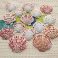 【New-store】 JC SQUARE เปลือกหอย Coquillage Conchas สำหรับของตกแต่งบ้าน Babylon Nautical Home ตกแต่งทะเล1.5Mm Scallop 100ชิ้น/ถุง